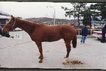 ��� (YONGSAN) ����