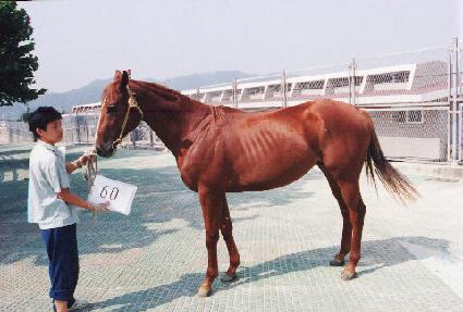 ������ ����