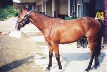 ���ߺ� (TANGDAEBALBOK) ����