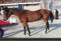 �ŵ��� (SHINDONG-YANG) ����