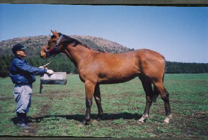 ���� ����