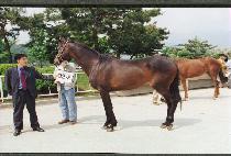 ��ȭ�ο� (YEONGHWAROUN) ����