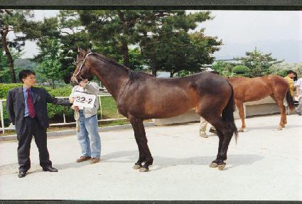 ��ȭ�ο� ����