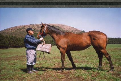 ��ž ����