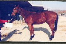 ���η��� (EURO LAND) ����