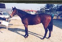 �������� (NEUKKIMEURO) ����