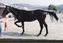 �ž��� (SHINSSINE) ����