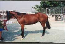 ȫȭ (HONGHWA) ����