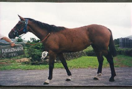 ���� ����