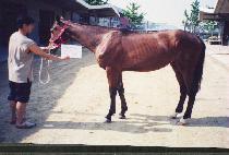 ���μ��� (P��ANGP��ANGSEDAE) ����