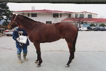 �η����� (ILLYU TOYAK) ����