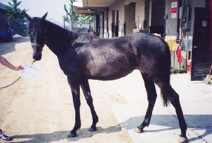 ��ſ���Ƽ ����