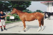 ���漮 (TONBANGSEOK) ����