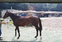 ��ǳ���� (TOLP��UNG-YEGAM) ����