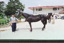 �ݿ���ȭ (KEUMOSHINHWA) ����