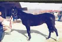 ��������� (BLACK HERO) ����