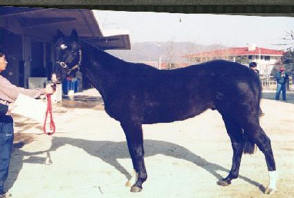 ��������� ����