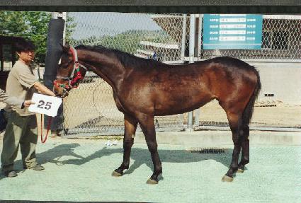 �䰡�� ����