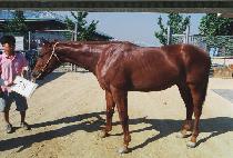 �ű��� (SHINKICHEON) ����