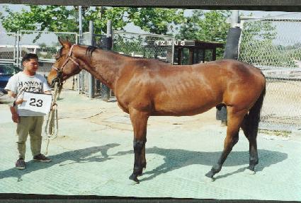 ������ ����