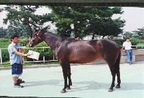 õ�� (CH��EONYONG) ����