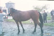 ��ǳ (TONGP��UNG) ����