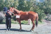 ���� (LAMP) ����