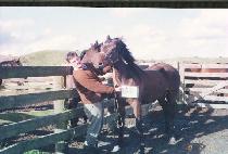 ����׷��̽� (MODERN GRACE) ����