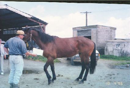 ������ ����