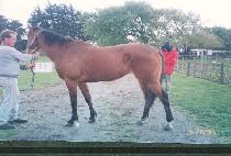 ���� (CHEONGWON) ����