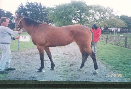 ���� ����