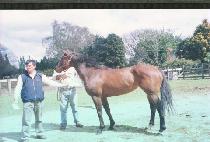 ��� (SARAH) ����