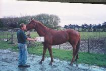 ��ȣ�� (CH��AHOT��AE) ����