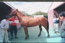 �强���� (CHANGSEONGMALLI) ����