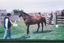 ��Ʋ��ũ (LITTLE PARK) ����