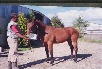 ���� ����