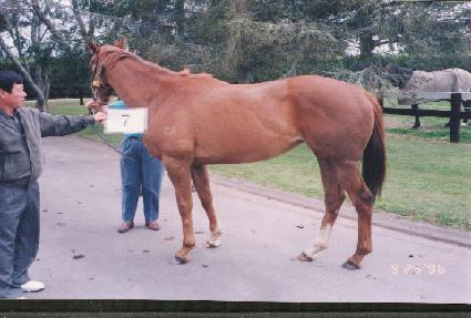 ������ ����