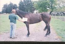 ���� (ROSE) ����