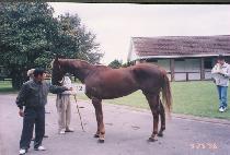 �ϼ�ǳ�� (ILSE P��UNGMI) ����