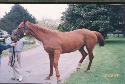 �غ��� ����