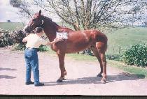 ���̺�� (SAVIOR) ����