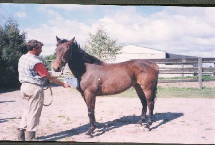 Ǫ���� ����