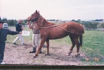 �׿��̻��� (NEOMISSILE) ����