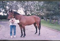 ������Ʈ (MAGIC HEMT) ����