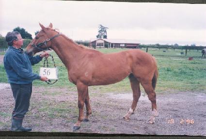 ���� ����