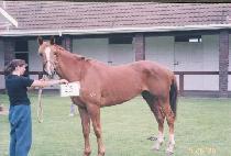 �ձ� (WANGGUNG) ����