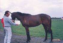 Ǯ�׸� (P��ULGEURIM) ����