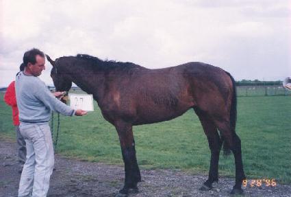 Ǯ�׸� ����