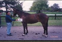 ��������� (GALLOP AWAY) ����