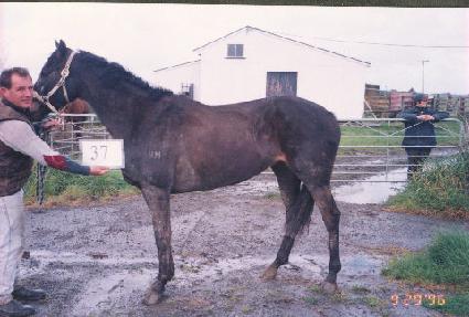 ���⼳ ����